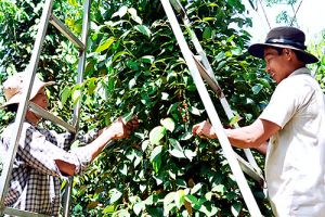 Nông dân hưởng nhiều lợi ích từ mô hình cánh đồng lớn