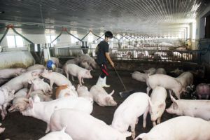 ​Ưu đãi cho nông nghiệp, nông thôn: Chưa thực chất