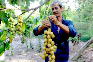 ​Du lịch Đồng Nai: Đặc sản trái cây vào mùa