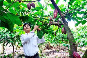 Tìm hướng để hợp tác xã nông nghiệp tham gia vào các chuỗi giá trị nông sản