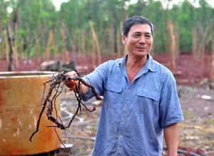 Gom mua rễ tiêu xuất bán sang Trung Quốc: Lợi bất cập hại