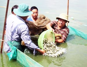 ​Biên Hòa phát triển nông nghiệp đô thị