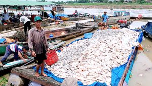 Vụ cá nuôi lồng bè chết hàng loạt trên sông La Ngà: Nhiều chỉ tiêu về môi trường nuôi vượt ngưỡng