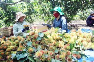 Kỳ vọng vụ trái cây hè