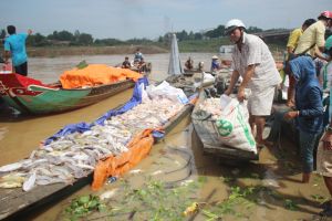 ​Hơn 1.990 tấn cá bè chết do thiên tai