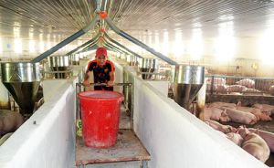 Xây dựng chuỗi liên kết chăn nuôi heo nông hộ: Vướng khâu tiêu thụ sản phẩm