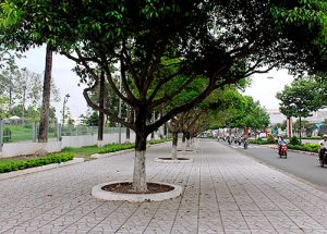 Trồng, thay thế cây xanh nội ô Biên Hòa: Thận trọng khi triển khai