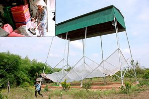 Nuôi dơi lấy phân: Thu lợi lớn nhưng nhiều rủi ro