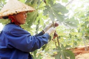 ​Ưu đãi đầu tư cho nông nghiệp: Nhiều chính sách “lỗi nhịp”