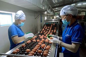 Gỡ “rào cản” cuối để xuất khẩu trứng gà