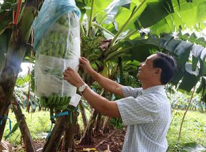 Hợp tác xã nông nghiệp: Thay đổi để cạnh tranh toàn cầu