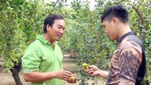 ​Tham quan vườn táo hơn 20 năm tuổi ở Sông Nhạn