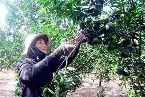 Vùng đồi triệu phú ngóng… nguồn nước