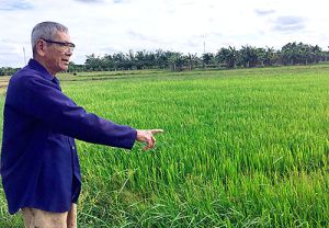 Xin cơ chế chuyển đổi đất lúa