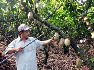 Vấn vương hương ca cao Tà Lài