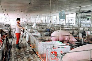 Xóa “điểm nóng” sử dụng chất cấm trong chăn nuôi