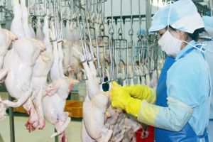 ​Xây dựng vùng an toàn dịch cho xuất khẩu gia cầm