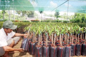 ​Sầu riêng lên giá