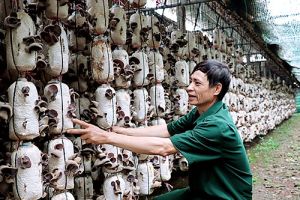 Những cựu chiến binh vượt khó làm giàu