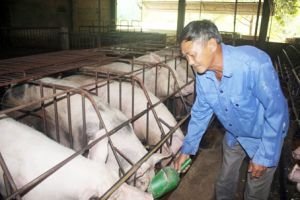 ​Heo trong nước giá cao, năng suất thấp