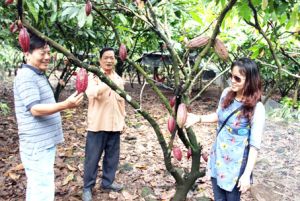 ​Vườn ca cao sinh thái Tà Lài