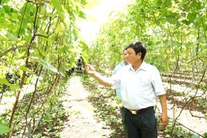 Trồng nho lấy lá - mô hình mới lạ tại TX. Long Khánh