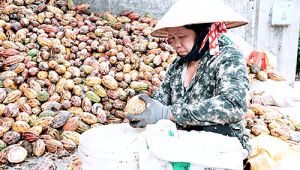 Lấy thị trường để quản lý quy hoạch nông nghiệp