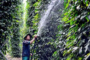 Sớm tháo gỡ “điểm nghẽn” trong chính sách hỗ trợ nông nghiệp