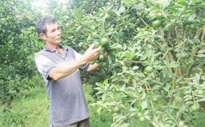 ​Người tiên phong trồng quýt sạch ở Phú Lý