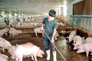 Thêm nỗi lo với người nuôi heo