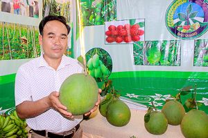 Đưa nông sản vào chợ đầu mối Dầu Giây: Nhìn về lợi ích lâu dài