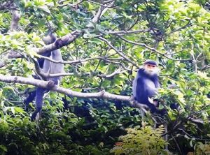 Săn ảnh Voọc trên núi Chứa Chan