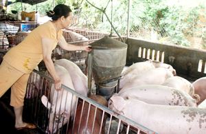 ​Thận trọng tái đàn vụ tết