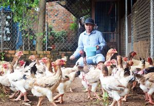 Sẽ có gà Đông Tảo thương hiệu Đồng Nai