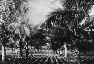 ​Nông nghiệp Biên Hòa đầu thế kỷ 20