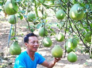 Phát triển hợp tác xã nông nghiệp ứng dụng công nghệ cao: Nhiều thách thức