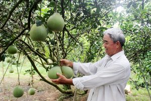 ​“Nút thắt” trong chuyển đổi đất lúa