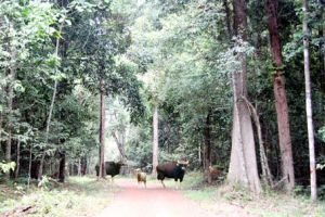 Khu dự trữ sinh quyển Đồng Nai: “Lá phổi” xanh của Đông Nam Bộ