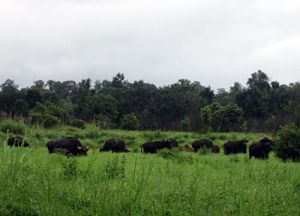 Giữ gìn “lá phổi xanh” của Đông Nam Bộ