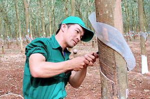 Sôi nổi, ý nghĩa ngày hội của công nhân cao su