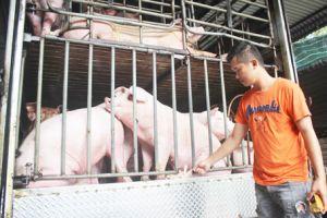 ​Đeo vòng truy xuất nguồn gốc heo: Nhiều lỗ hổng