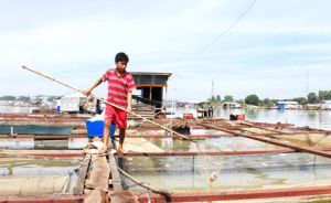 ​Vụ cá chết trên sông La Ngà do thiên tai: Chi trả hỗ trợ thiệt hại cho ngư dân