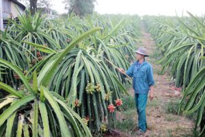 ​Thanh long nghịch vụ sốt giá