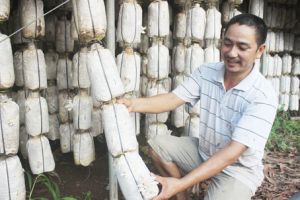 ​Trồng nấm VietGAP