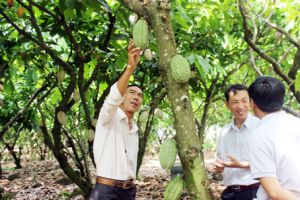 ​Huyện Định Quán đạt giá trị sản xuất trên 145 triệu đồng/hécta/năm