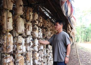 Chuyện ở làng nấm mèo Bàu Cối