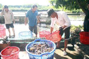 ​Phấn khởi với vụ tôm cuối năm