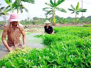 Không phát triển hợp tác xã nông nghiệp theo phong trào