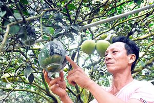 Đặc sản Tết vào mùa