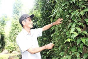 ​Hệ lụy xuất thô nông sản